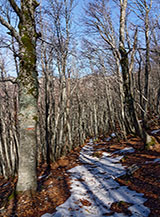 Nel bosco sotto Colle dei Sambuchi la neve stende un tappeto bianco lungo il sentiero.