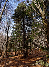 Altissimi abeti bianchi (Abies alba), relitti dell&rsquo;ultima glaciazione, punteggiano il fondo de la Fossa sotto Monte Rotondo.