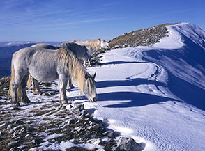 Cavalli bradi sulla cresta del Vallevona si dissetano con la neve.