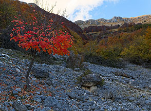 Un piccolo acero di rosso vestito ci accoglie al termine della lunga traversata ai piedi del Vallone Rosso.