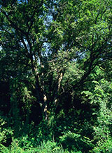 Roverella plurisecolare lungo la strada per Percile.