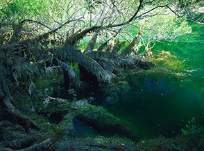 Tronco semisommerso al laghetto di Percile.
