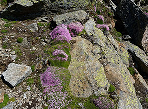 Silene a cuscinetto (Silene acaulis Jacq.) in fiore sulla Cresta Sud del Mont Emilius.