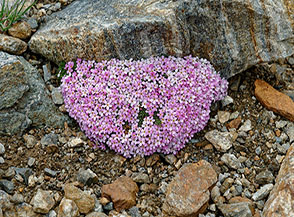 Un cuscinetto di fiori dell&rsquo;Androsace dei ghiacciai (Andorsace alpina L.) incontrato presso il Lac Gel&eacute;.