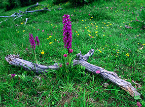 Orchidea maschia (Orchis mascula) al Lago Secco di Poggio d&rsquo;Api.