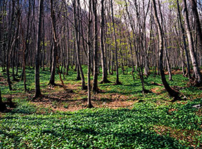 Nel Bosco delle Fonticelle il terreno si ricopre a Primavera di un verde mantello: &egrave; l&rsquo;aglio orsino.