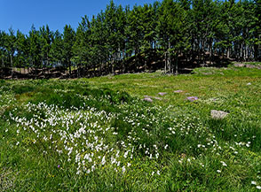 I bianchi batufoli dell&rsquo;Erioforo a foglie strette (Eriophorum angustifolium) alla Torbiera le Maccherie.