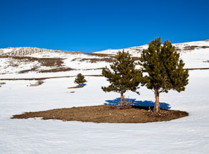 I due isolati pini che s&rsquo;incontrano nell&rsquo;attraversamento del Piano di Campoli (sullo sfondo a sx il Colle di Campoli).