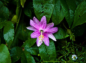 Fiore della passione (Maracuj&aacute; banana) lungo la Levada da Ribeira da Janela.
