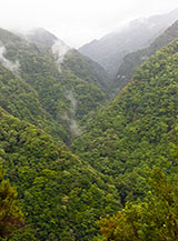 La selvaggia laurissilva della Valle della Ribeira da Janela.