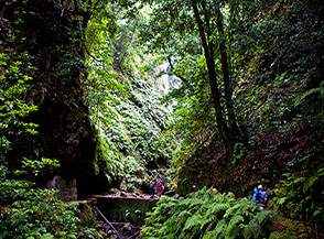 Nella penombra della foresta di lauri attraversamento di un fosso laterale (Levada da Ribeira da Janela).