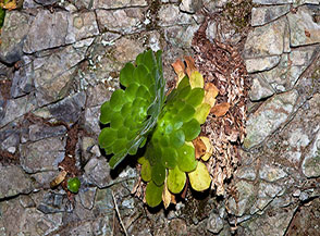 &ldquo;Dritto e rovescio&ldquo; (la curiosa crescita dell&rsquo;Aeonium tabuliforme o Piattino, Levada da Ribeira da Janela).