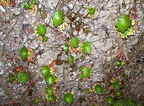 &ldquo;Riunione di famiglia&ldquo; (colonia di Aeonium tabuliforme, Levada da Ribeira da Janela).