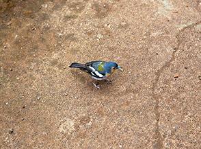Fringuello di Madeira (Levada da Ribeira da Janela).