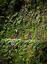 &ldquo;Nell&rsquo;oscura selva&ldquo; (lungo la Levada da Ribeira da Janela).