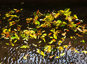 &ldquo;Foliage sull&rsquo;acqua&ldquo; (Levada da Ribeira da Janela).