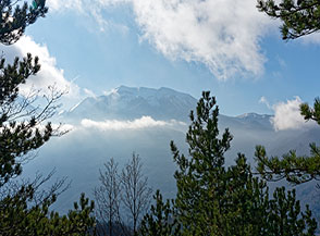 Il Monte Corvo incorniciato tra i pini di Piana dei Ferri.