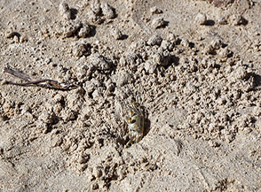 Il Granchio fantasma (Ocypode cursor), presenza costante su tutte le spiagge delle Seychelles.