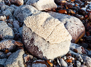 Cristalli di sale sulle pietre del bagnoasciuga del Mar Morto.