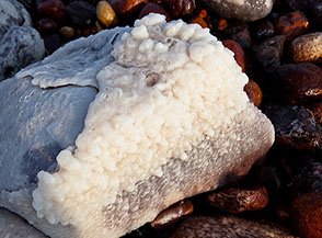 Cristalli di sale su una pietra bagnata dal Mar Morto.