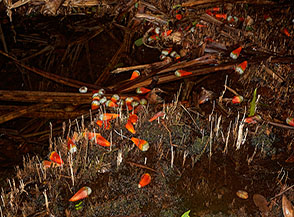 I grossi semi arancioni del Pandanus sechellarum galleggianti su un acquitrinio (Mare Aux Cochons Trail).