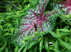 Il Ragno delle palme, molto diffuso nelle Seychelles (Port Glaud).