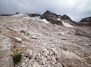 Papavero alpino retico o Papavero dorato (Papaver alpinum L. subsp rhaeticum) sulle ghiaie alle pendici del Ghiacciaio della Marmolada.