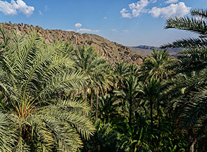 La Palma da datteri (Phoenix dactylifera L.) &egrave; sicuramente l&rsquo;albero pi&ugrave; rappresentativo del Sultanato dell&rsquo;Oman, &egrave; sempre presente attorno ai villaggi e citt&agrave; dell&rsquo;entroterra.
