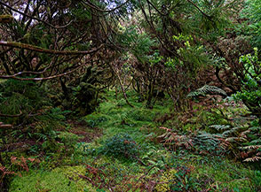 Nel sottobosco di muschi e felci.