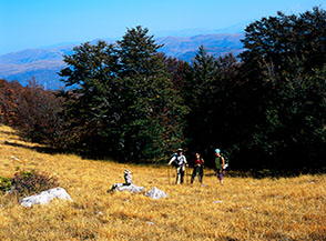 Appena fuori dal bosco non lontani dal Passo della Fontecchia.