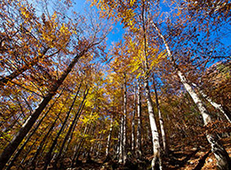 Montagna di Godi e Monte Godi