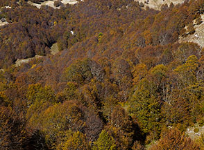 Scorcio sul bosco della Valle dei Codacchi.