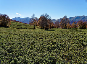 Il tappeto di ginepro che ricopre densamente tutta la sommit&agrave; della Montagna di Preccia.