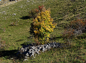 &ldquo;Autumn with love&ldquo; (Serra Cavallo Morto).