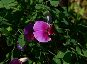 Fiore di Pisello bifloro (Sentiero delle 7 Votate).