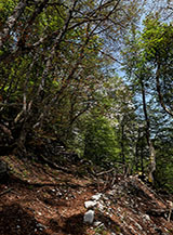 Scorcio nel bosco lungo il Sentiero delle 7 Votate.