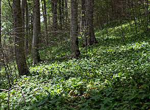 Tappeto di Aglio orsino (Allium ursinum L.) tra i faggi sul versante meridionale del Panormo.
