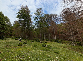 Una delle numerose radure che s&rsquo;incontrano traversando il bosco sul versante meridionale del Panormo.