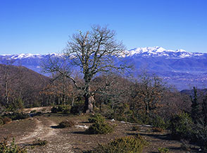 Roverella sul crinale di Costa di Mosca Castagna, all&rsquo;orizzonte i Monti Reatini.
