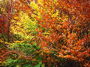 Autunno: variazioni sul tema (Valle di Macchia Lunga).