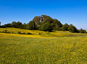 Un tappeto giallo ci accoglie sui prati del valico la Forca sopra Vallecupola.