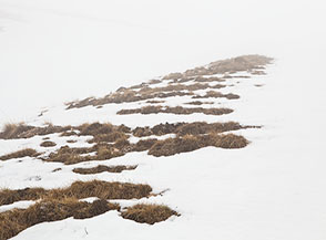 Piccole zolle d&rsquo;erba infrangono il muro di nebbia che ci avvolge durante la salita (Versante Ovest del Monte Argentella).