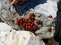 Monte Aspra e M.Motola