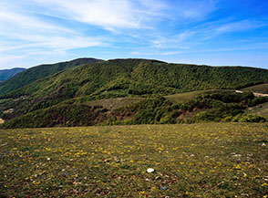 Dal Monte Birbone vista verso la cresta, apparentemente boscosa, del Monte Motola.