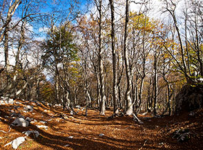 Scorcio nella faggeta a Macchia Penda (Monte Boccanera).