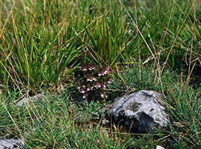 I discreti fiorellini di un&rsquo;Eufrasia di Salisbrugo (Euphrasia salisburgensis Funck ex Hoppe) fra l&rsquo;erba alla Sella San Cristoforo.
