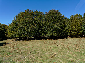 Scorcio della radura a Colle della Vacca.