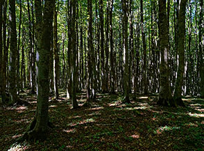 Nel fitto bosco che ricopre la cima del Monte Sorbello.