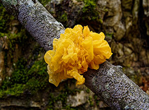 &ldquo;Gioie del bosco&ldquo; (Tremella mesenterica, un fungo gelatinoso chiamato volgarmente anche cervello giallo o burro di streghe, Valle Viario).
