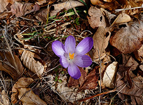 Anche in inverno con una bella giornata il Zafferano maggiore (Crocus vernus) ci allieta con i suoi fiori.